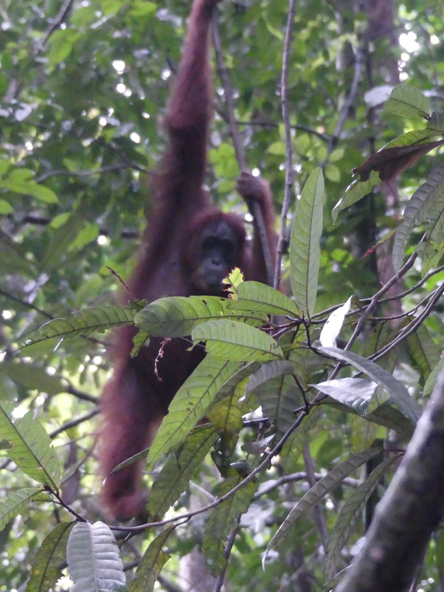 An orangutan hanging by one arm from a branch, reaching for leaves