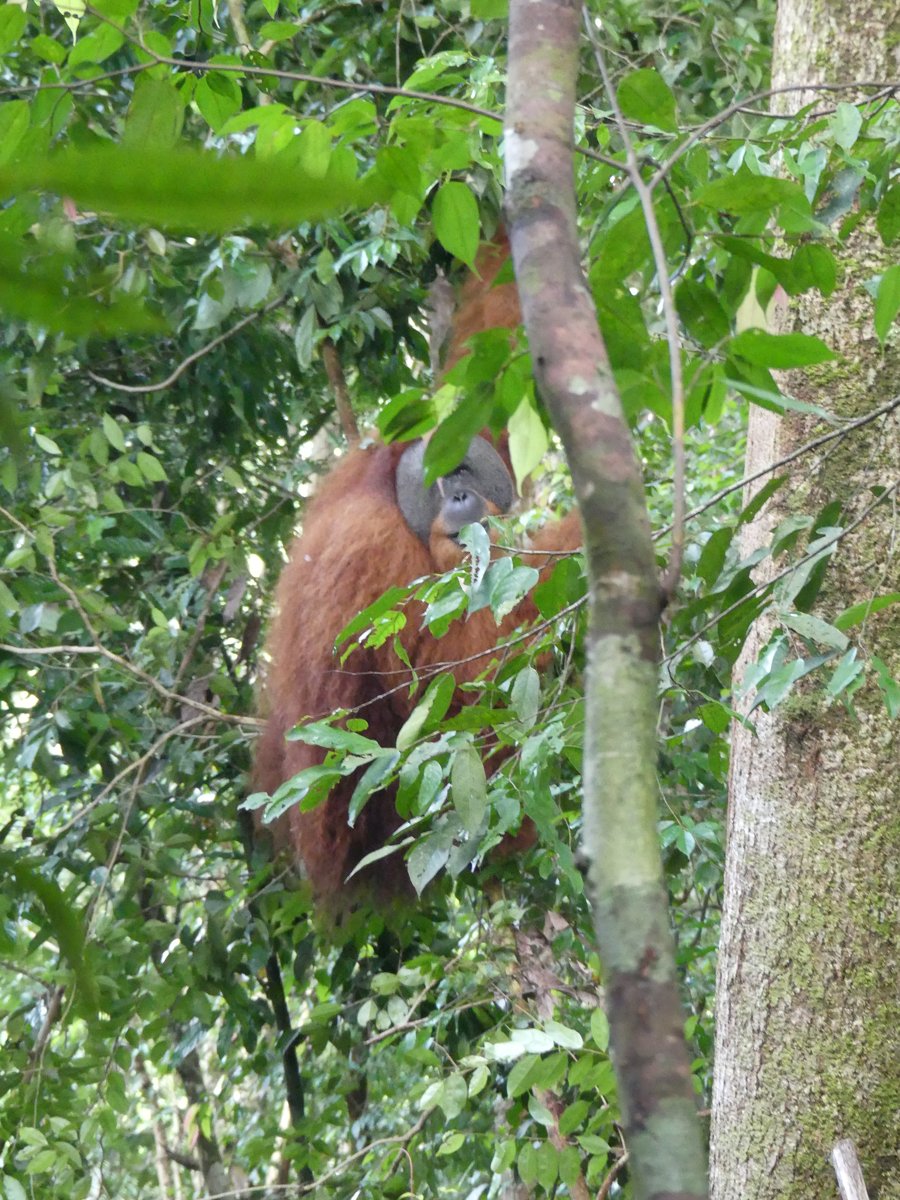 A large male orangutan high in the canopy, eating leaves