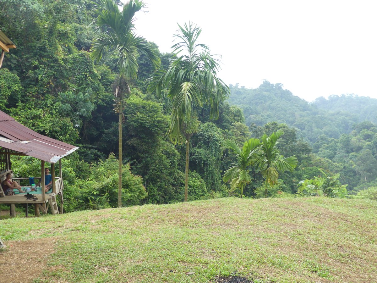 The stilted treehouse hut with the rainforest valley and areca palms behind it