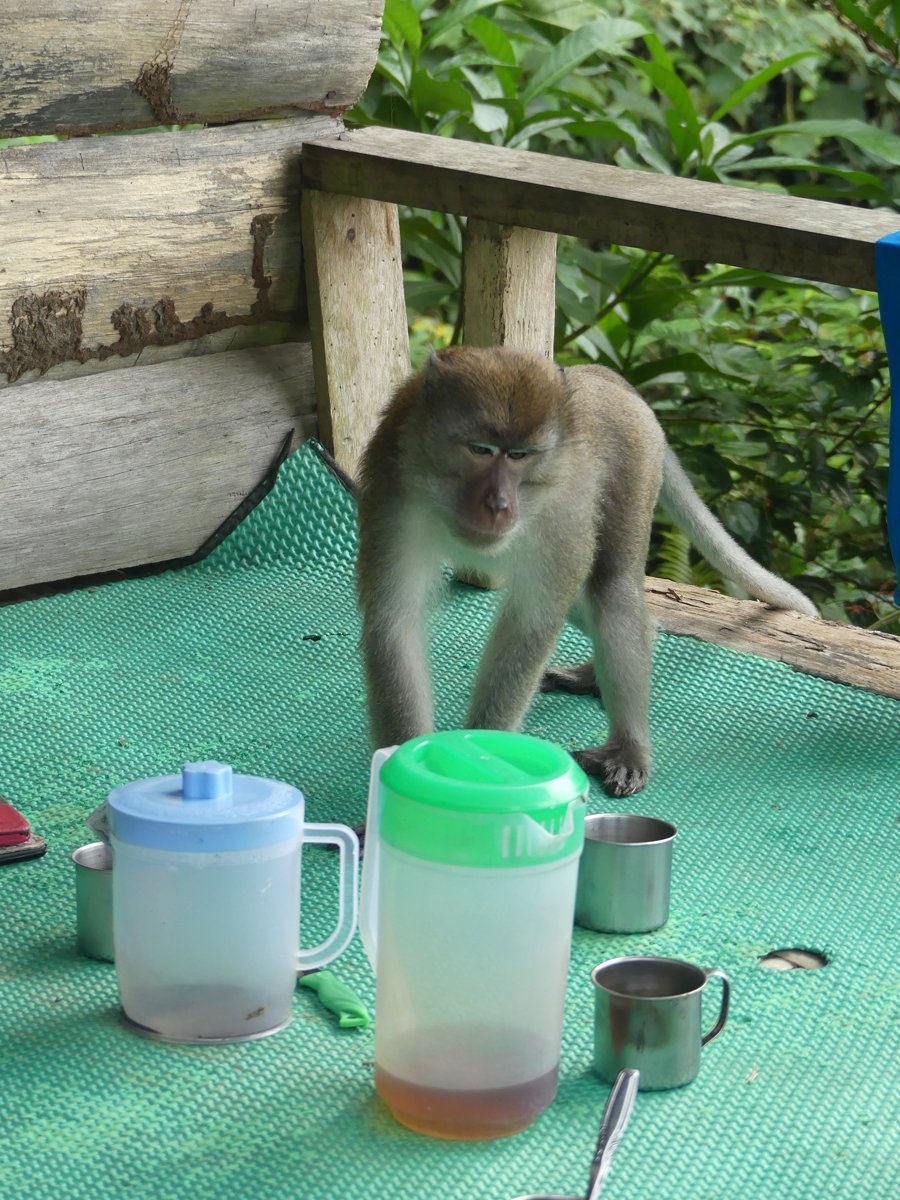 A macaque climbing the wooden frame of the hut