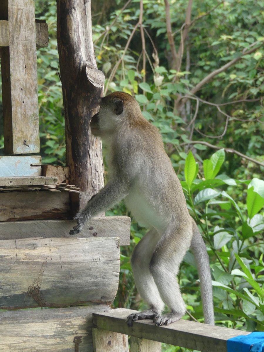 A macaque prowling along the wooden frame of the hut during the raid