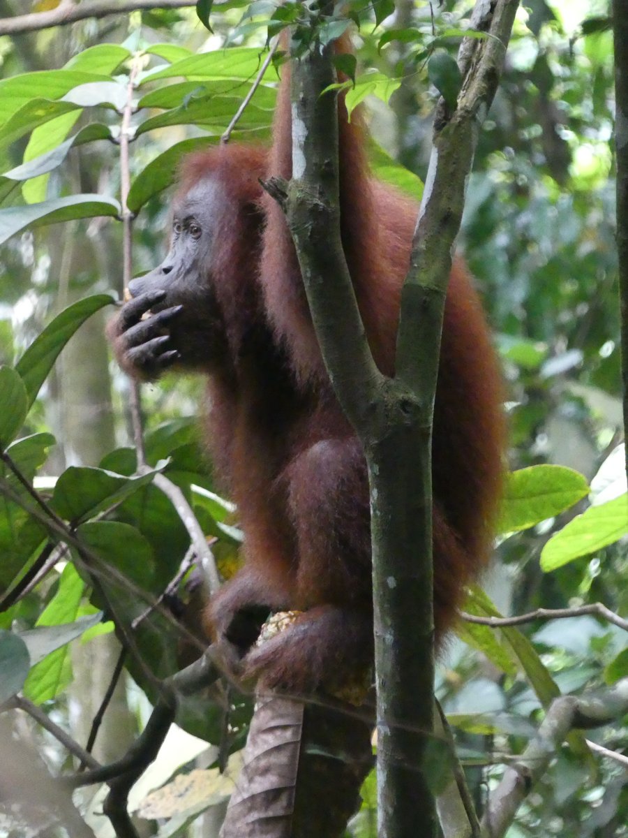An orangutan sitting in a tree fork, eating, whole body visible