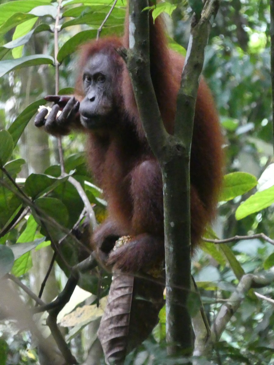 A close portrait of the orangutan with its hand to its mouth