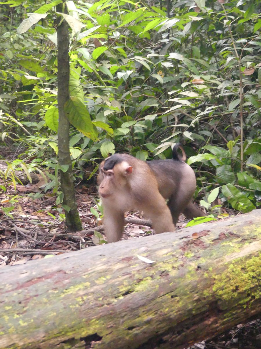A pig-tailed macaque walking along a fallen log, short tail visible