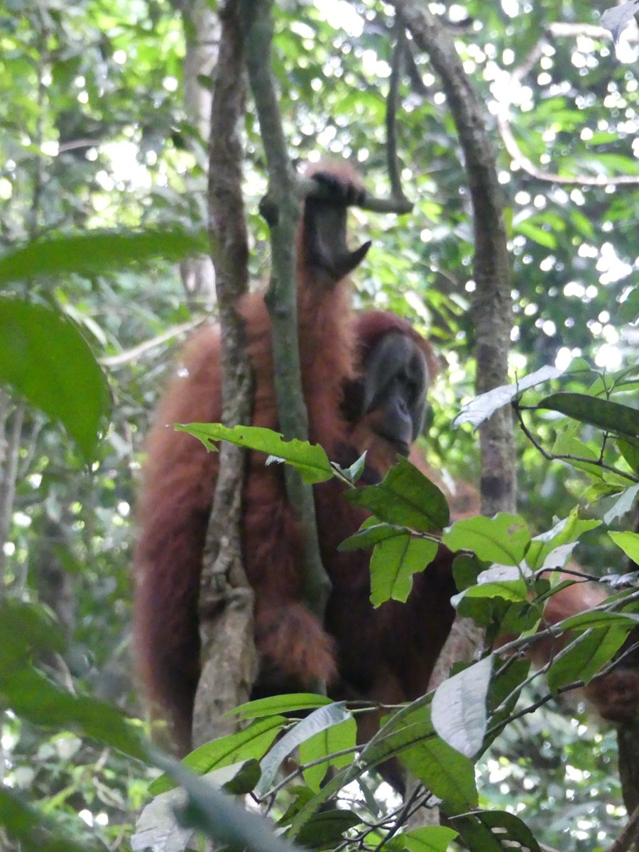 The big male orangutan climbing and standing among the trees