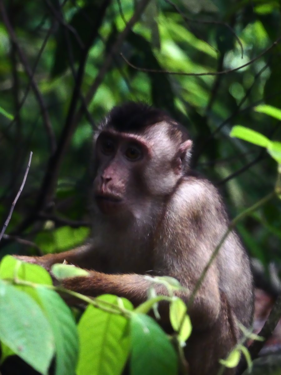 A pig-tailed macaque portrait in the foliage