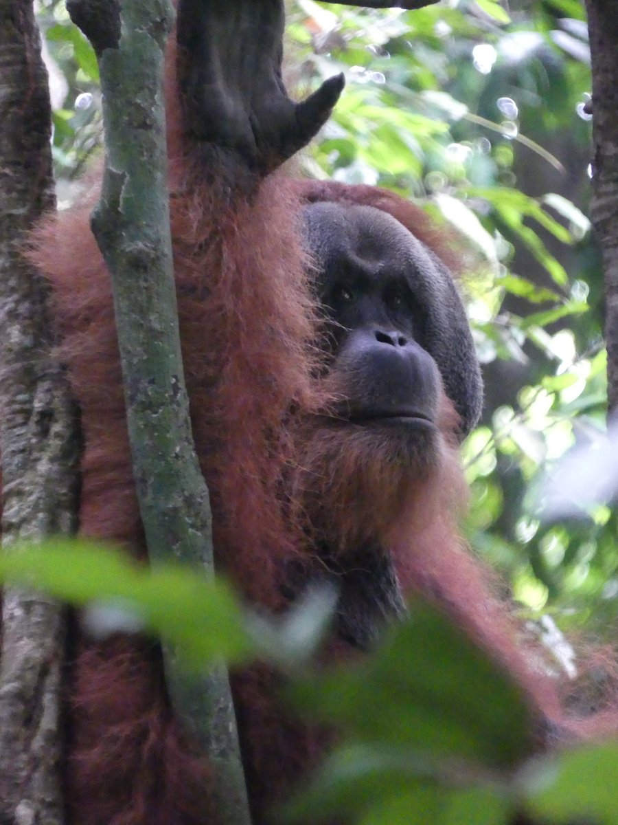 A magnificent close-up of the huge male orangutan face, cheek pads and beard