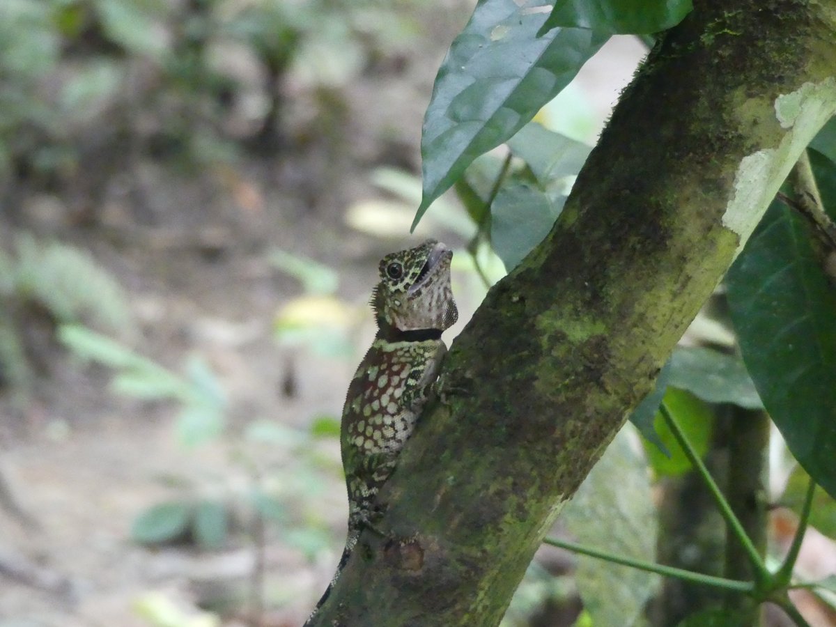 A crested forest dragon lizard on a mossy branch