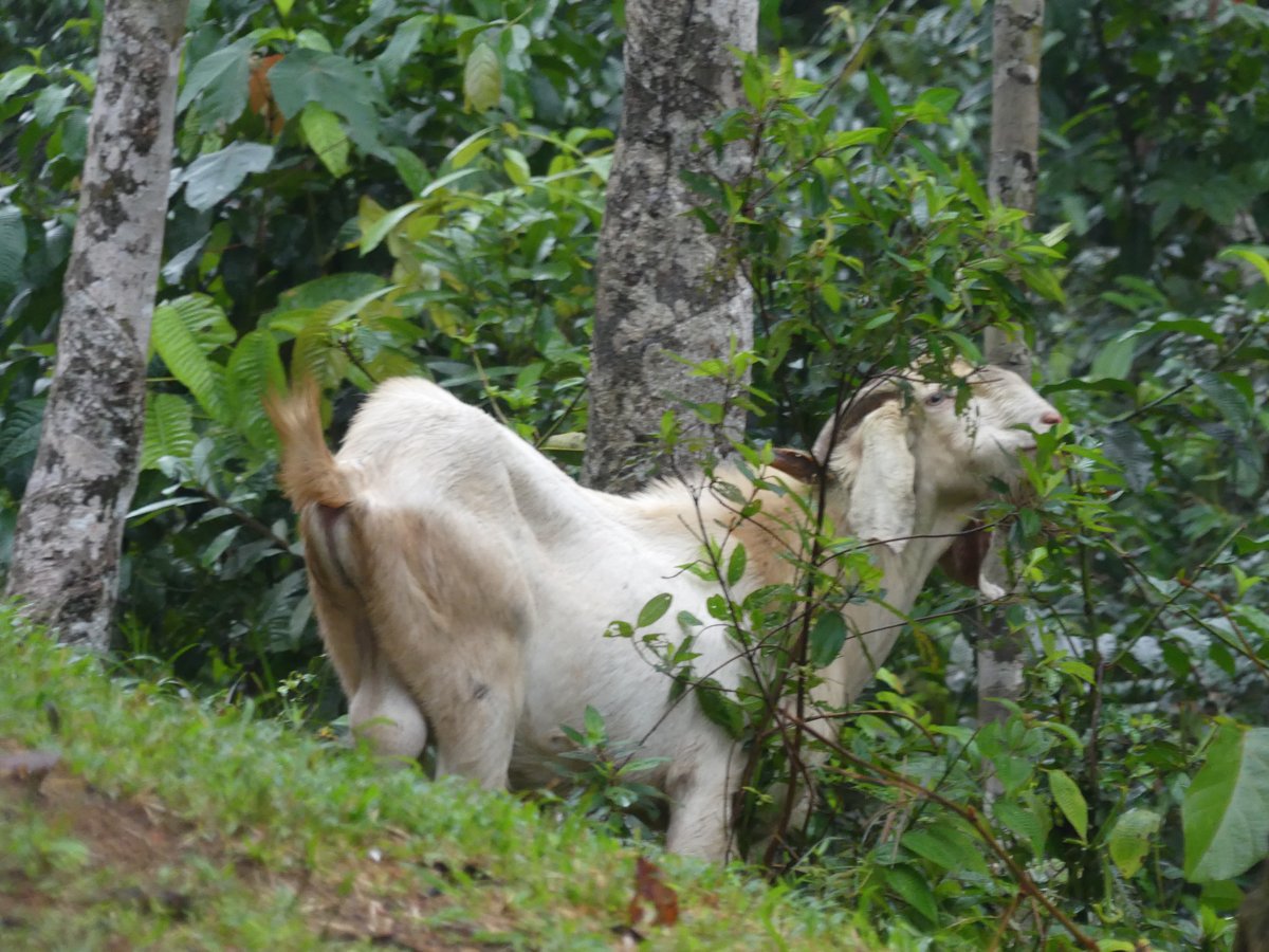The huge white goat browsing in the bushes at camp, almost the size of a small horse