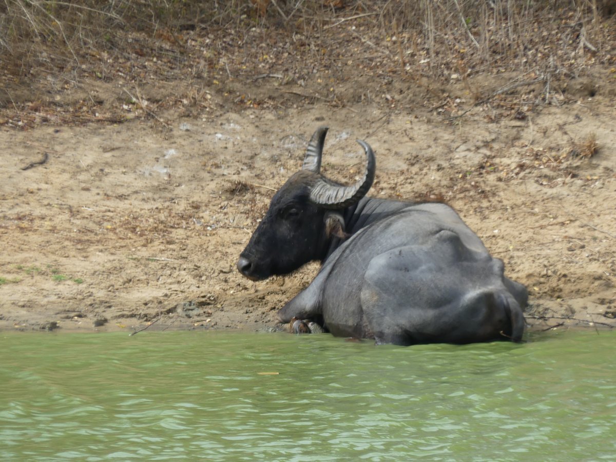 A close-up of a water buffalo resting at the edge of a waterhole