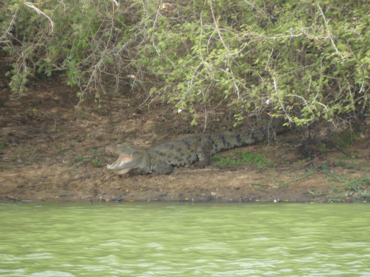 A crocodile resting with its mouth open on the bank of a green pool