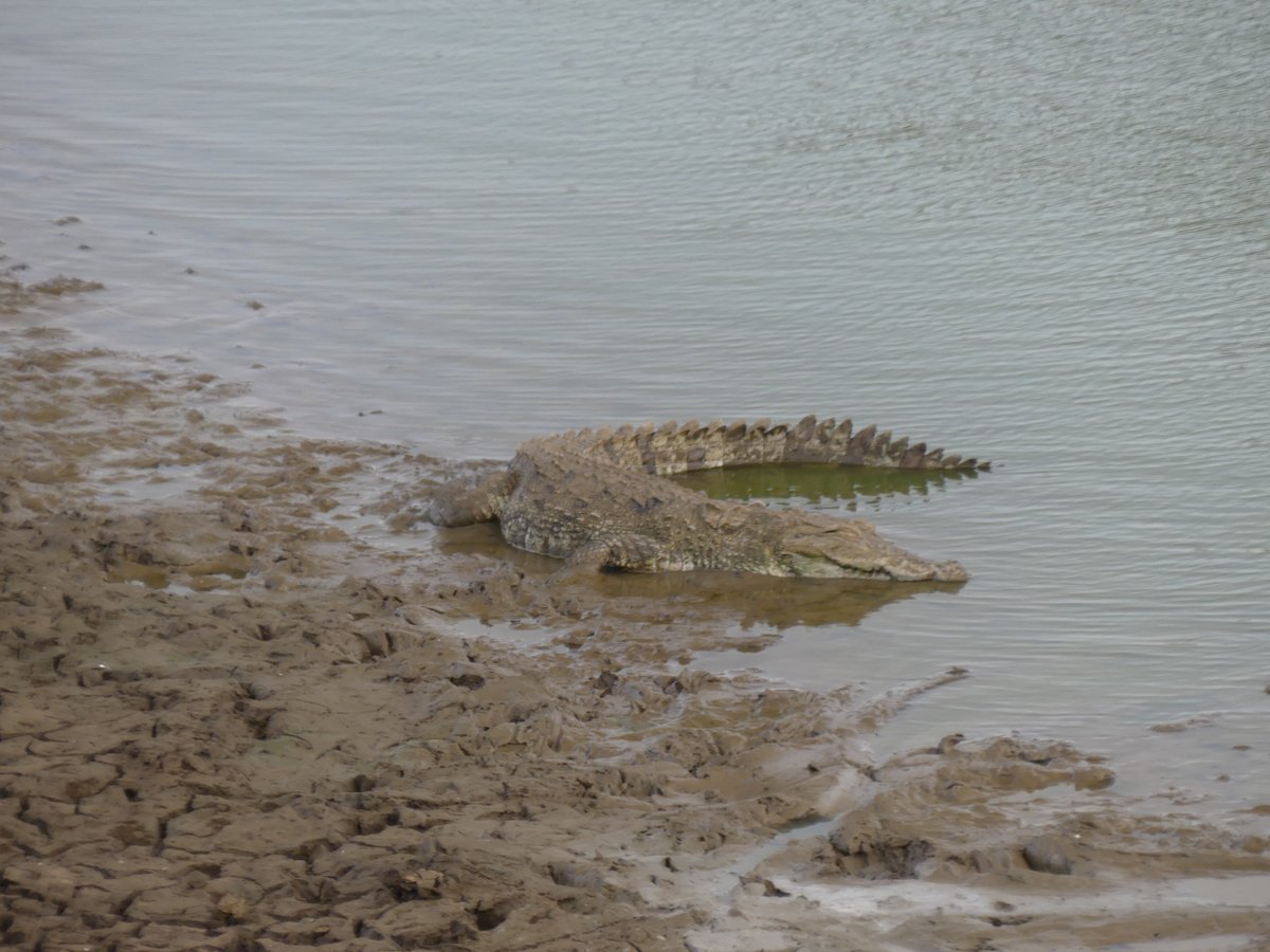 A large crocodile hauled out on a muddy bank by the water