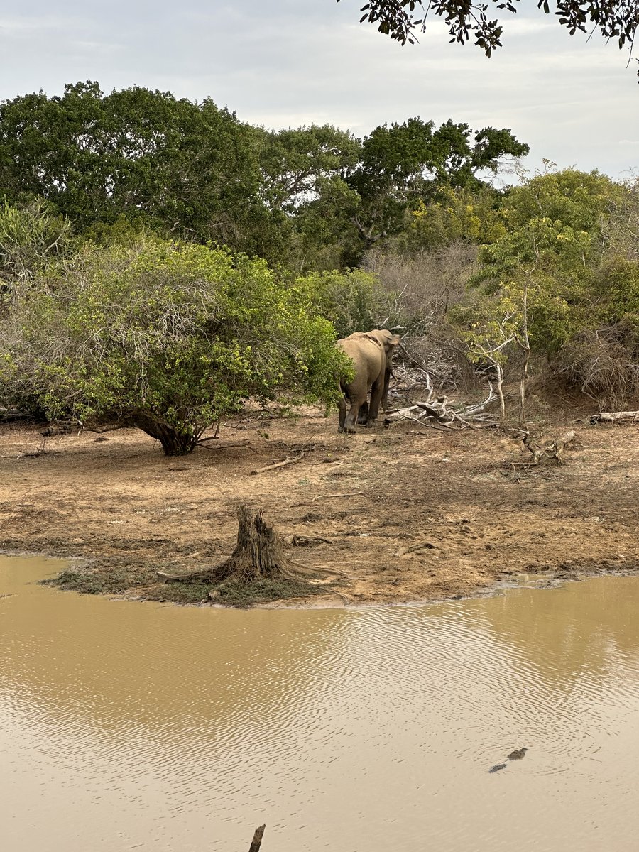 An elephant in the scrub beside a waterhole at Yala