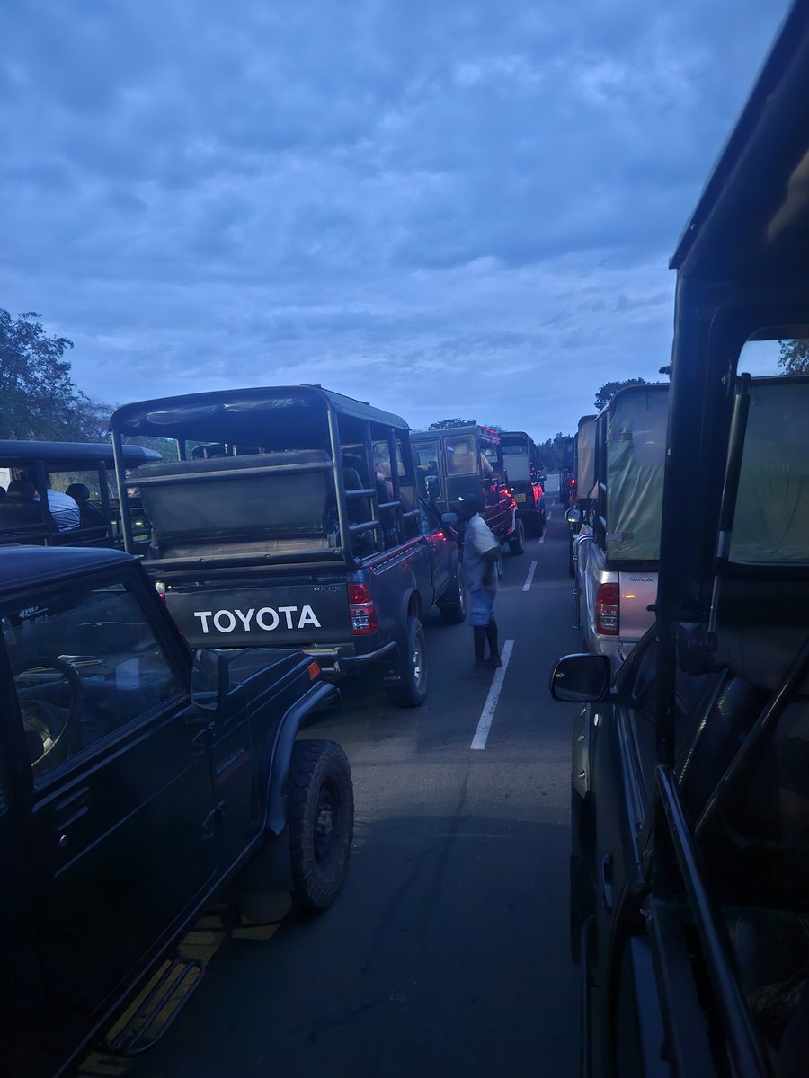 Rows of safari Jeeps queued at the park gate in the blue pre-dawn light