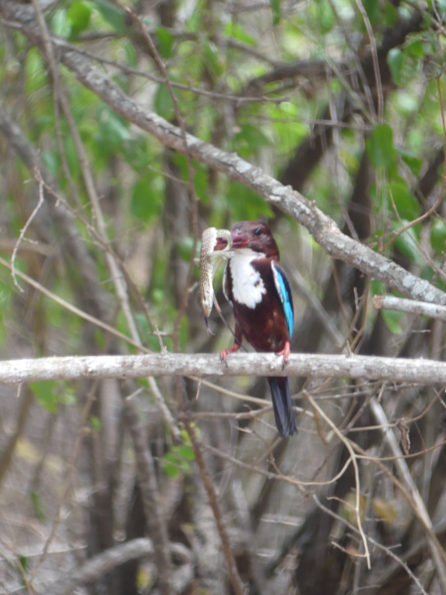 A white-throated kingfisher facing the camera with a lizard in its beak