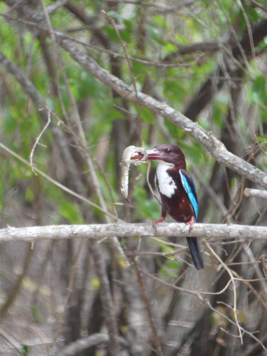 A white-throated kingfisher on a branch, side on, with a lizard in its beak
