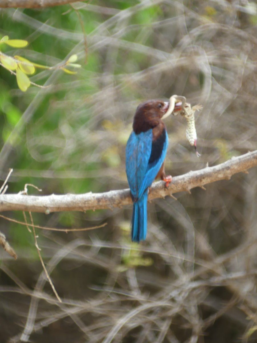 A white-throated kingfisher from behind holding prey in its beak