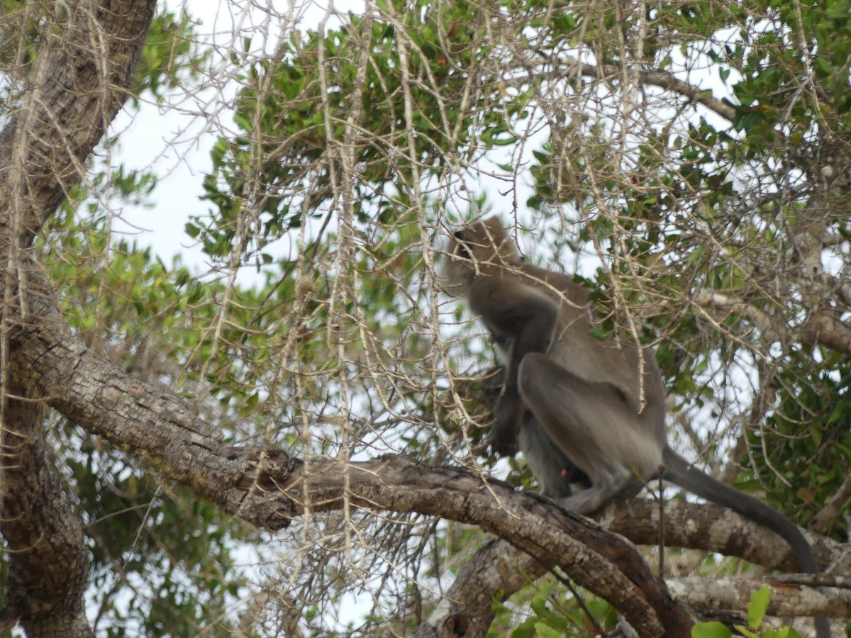 A grey langur monkey sitting high in a bare tree
