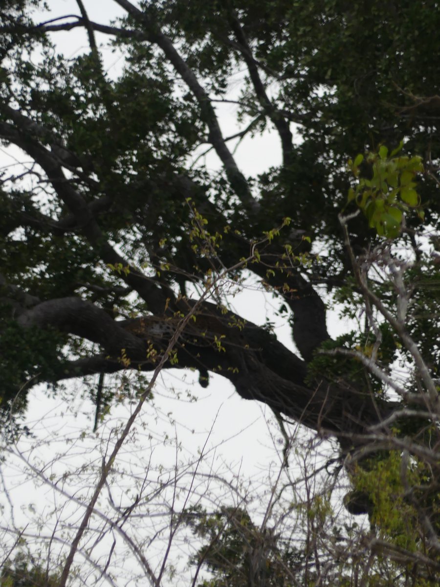 A tall tree with a leopard resting on a thick branch, hard to spot among the leaves