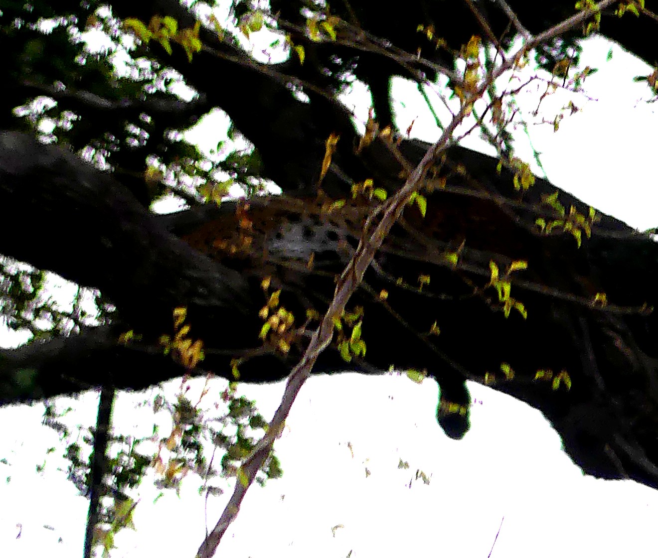 A leopard resting in a tree at Yala