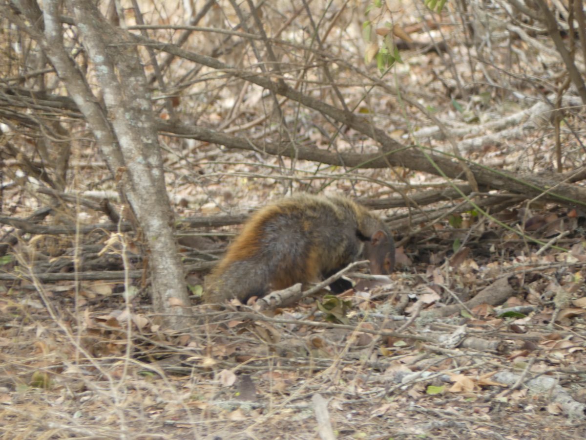 A mongoose foraging in the dry leaf litter