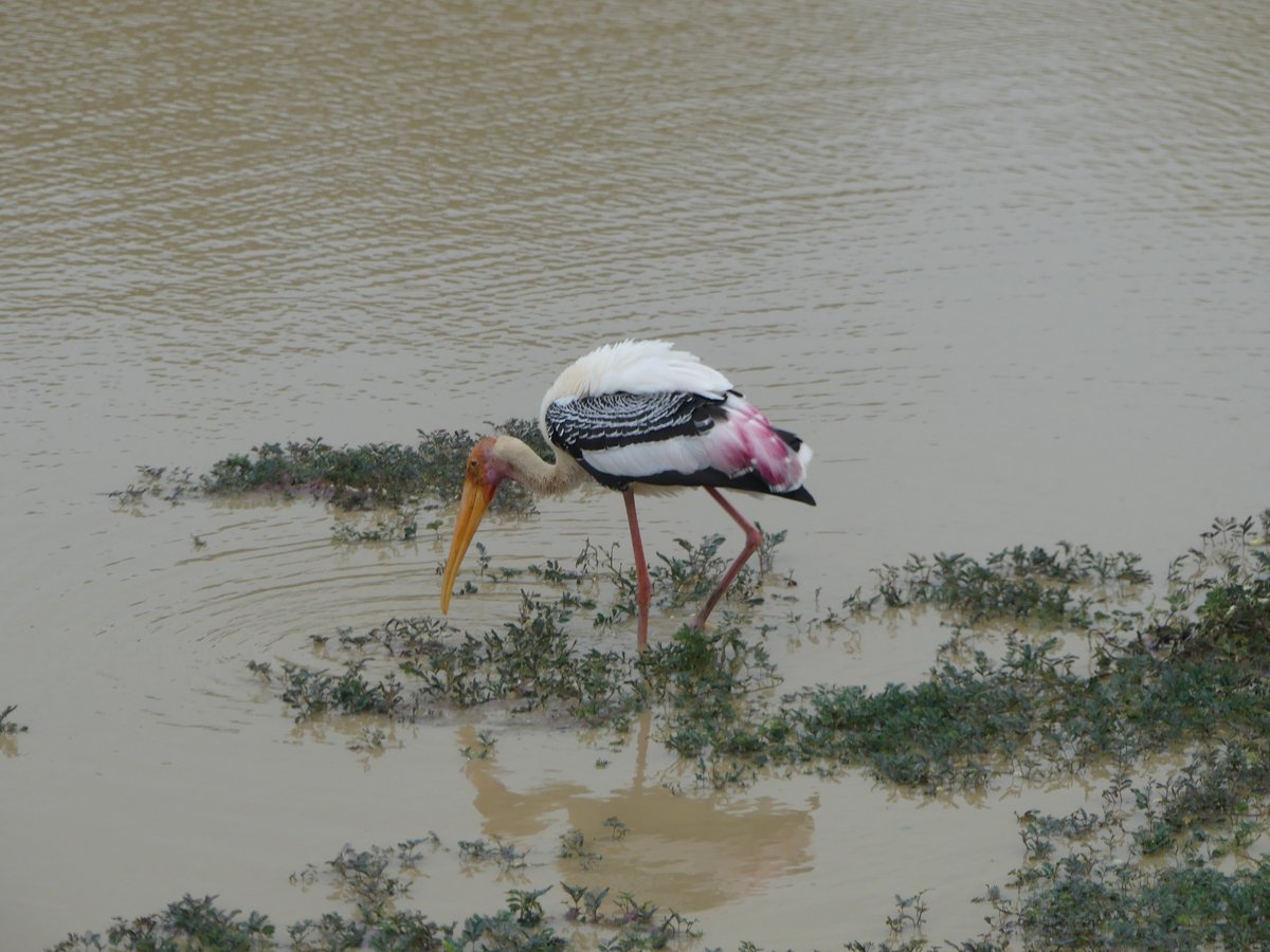 A painted stork with pink-tinged wings feeding in the shallows