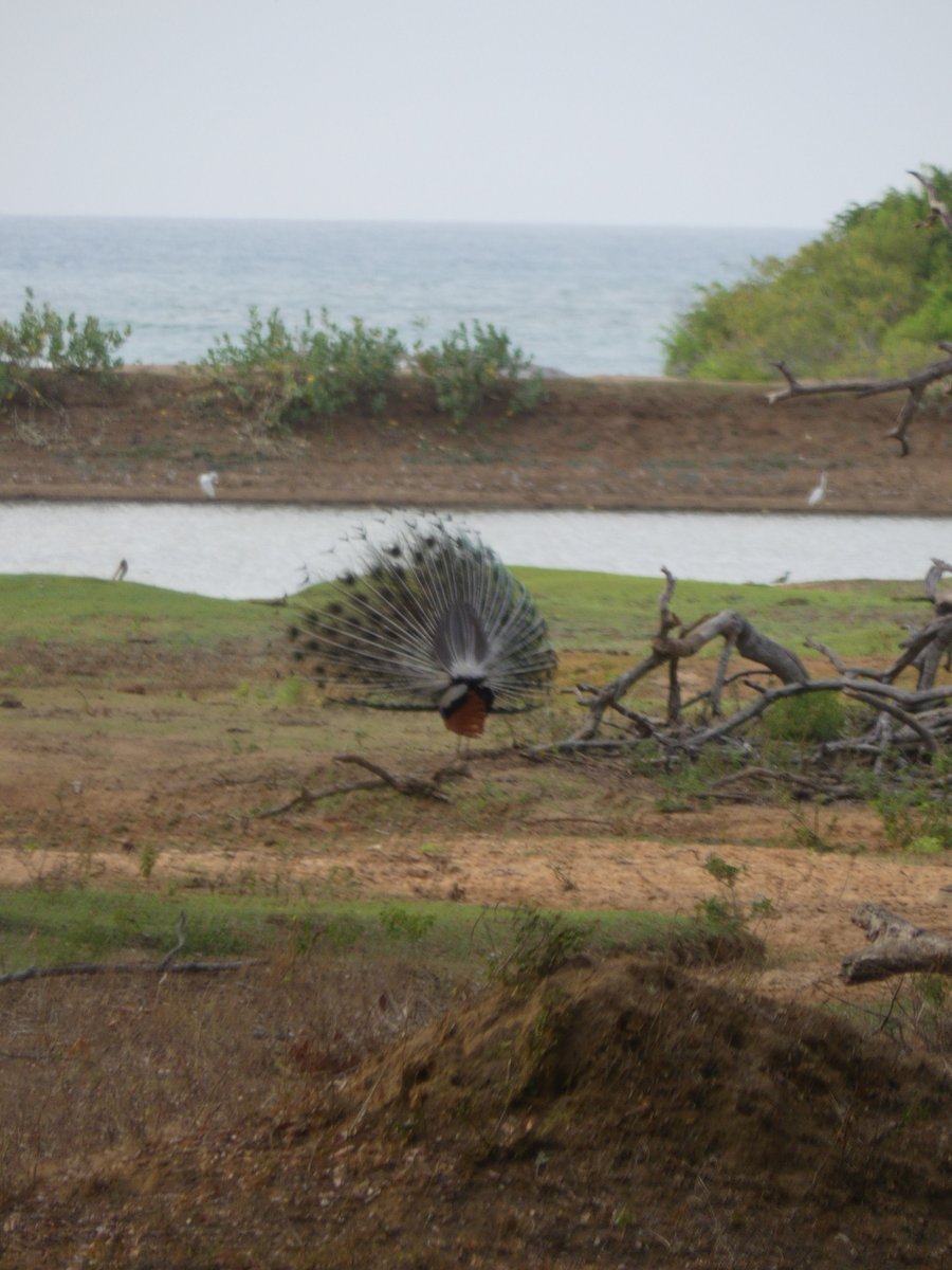 A peacock displaying its fan by a lagoon with the sea behind