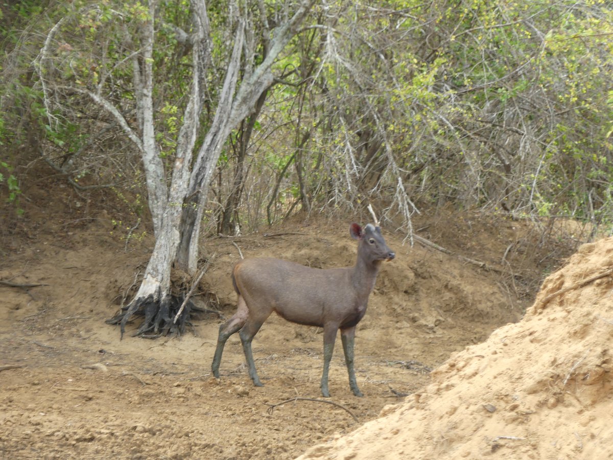 A sambar deer standing in dry scrub