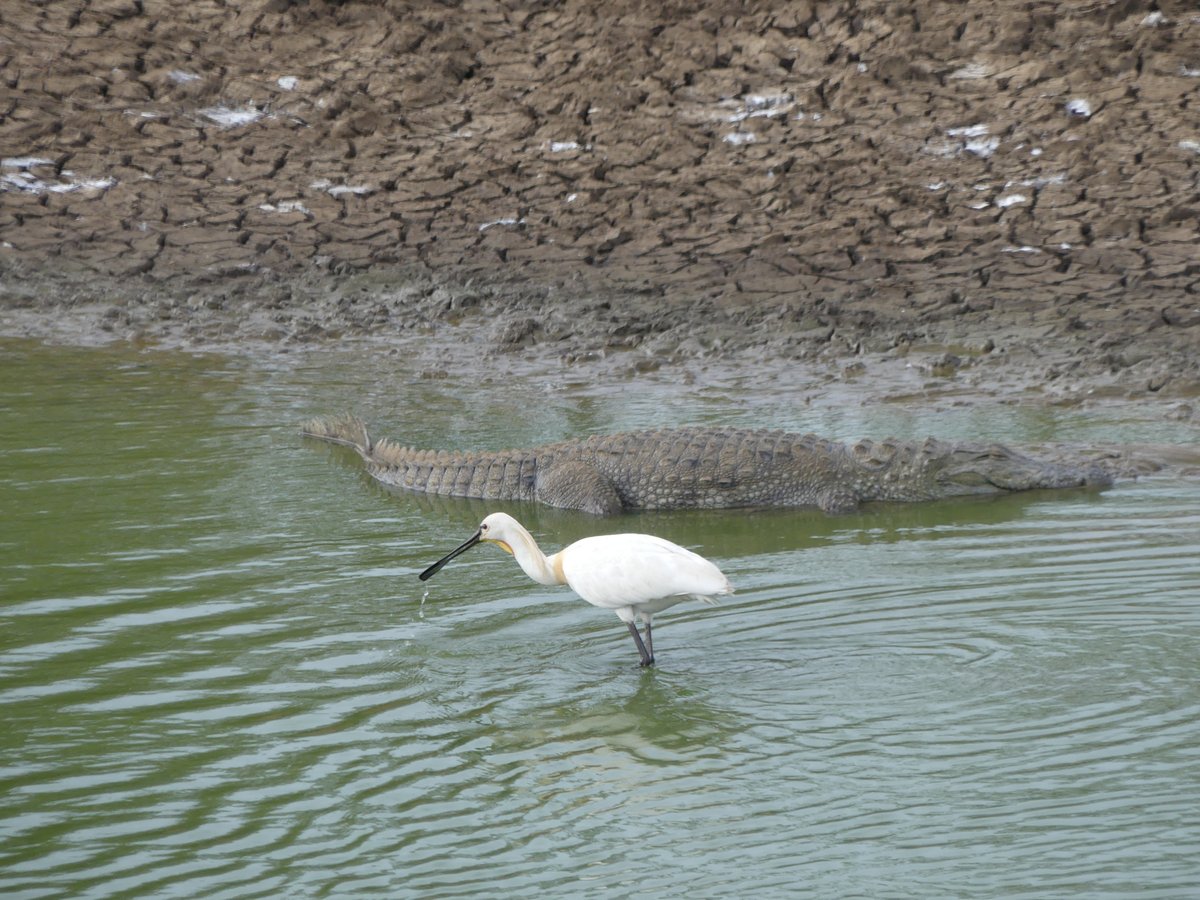 A white spoonbill wading in a pool with a large crocodile on the bank behind