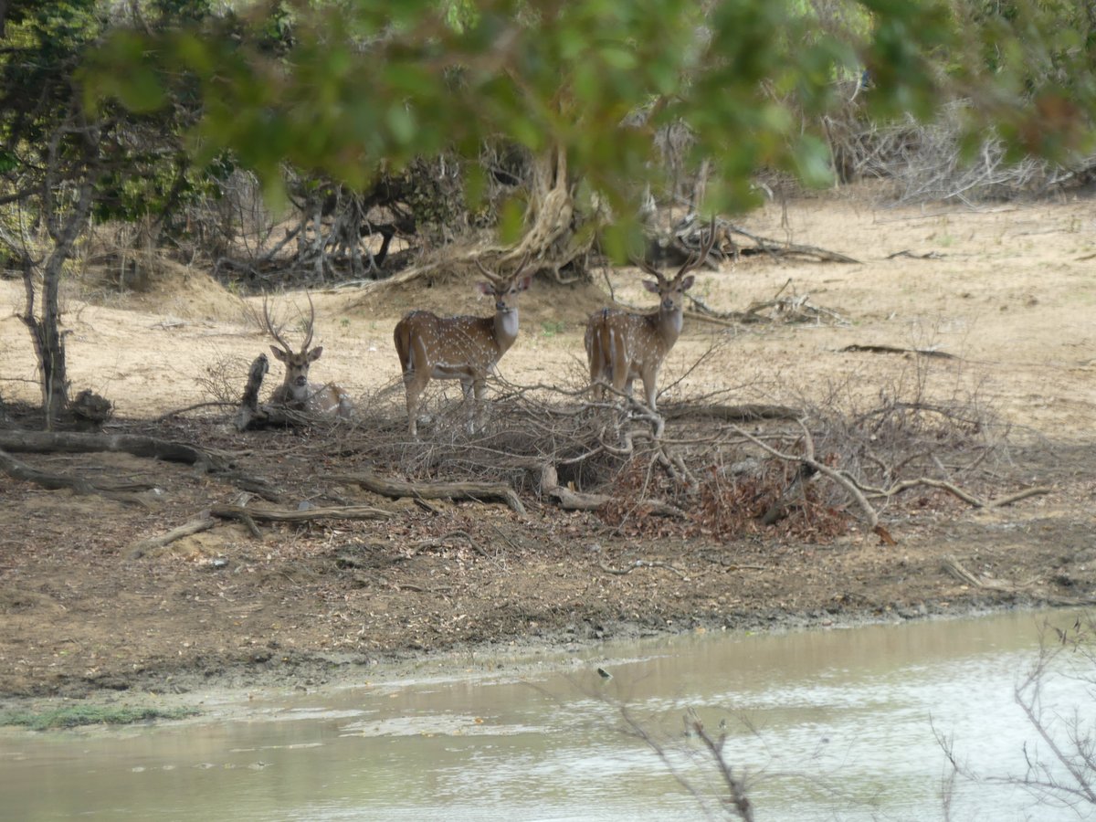Three antlered spotted deer by a waterhole
