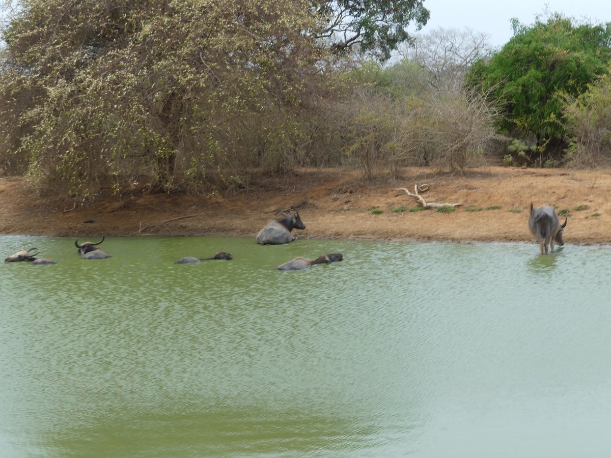 Water buffalo wallowing in a green waterhole